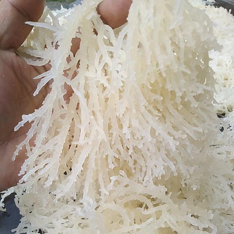 Rumput Laut Simposium 1 Kg Kenyal dan Padat Nutrisi Sea Moss Super Food Seaweds - Image 6