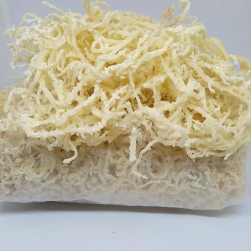 Rumput Laut Simposium 1 Kg Kenyal dan Padat Nutrisi Sea Moss Super Food Seaweds - Image 7