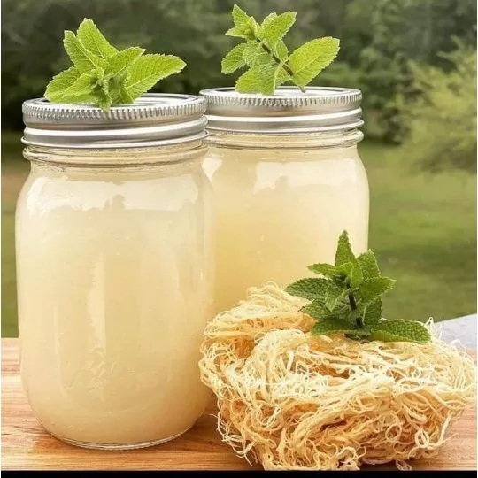 Rumput Laut Simposium 1 Kg Kenyal dan Padat Nutrisi Sea Moss Super Food Seaweds - Image 8